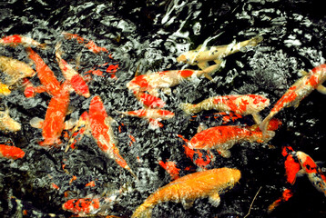 Fototapeta na wymiar group of Koi Fish with red, orange,white and yellow color swimming in garden pool. dark background with water ripple