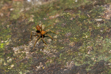 Red ant on stone