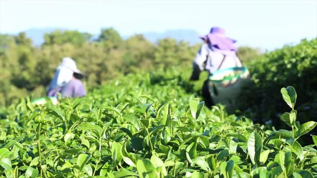 Women from Thailand breaks tea leaves on tea plantation