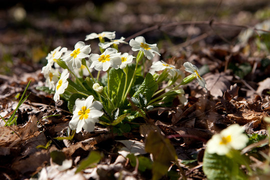 spring flowers in the forest