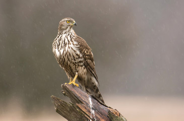 Young northern goshawk (Accipiter gentilis)