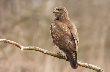 Common buzzard (Buteo buteo)