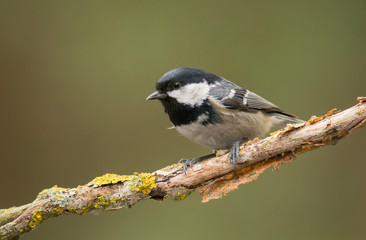 Fototapeta premium Coal Tit (Periparus ater)