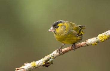 Siskin (Carduelis spinus)