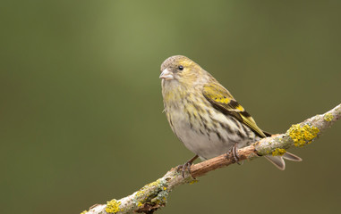Siskin (Carduelis spinus)