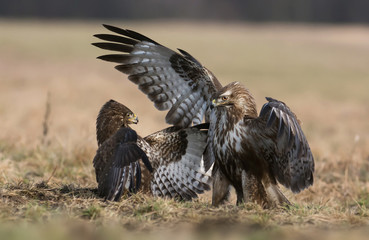Common buzzard (Buteo buteo)