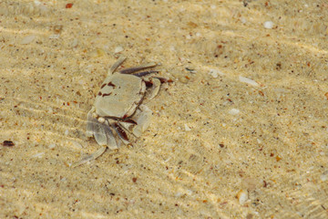Crab on the beach