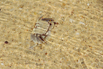Crab on the beach