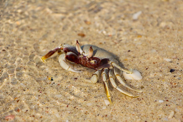 Crab on the beach