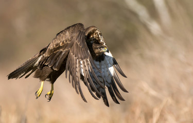 Common buzzard (Buteo buteo)