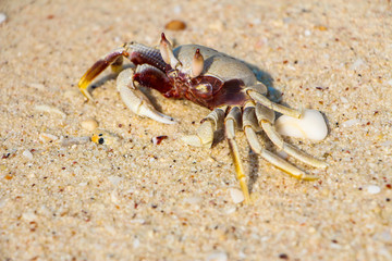 Crab on the beach