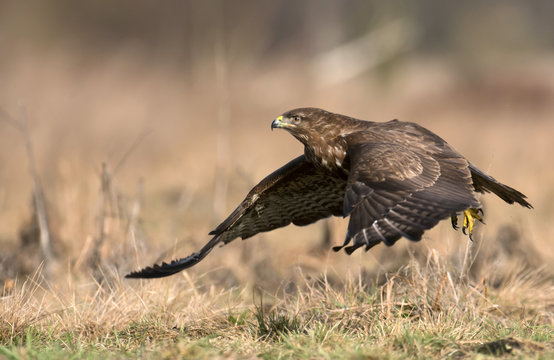 Common buzzard (Buteo buteo)