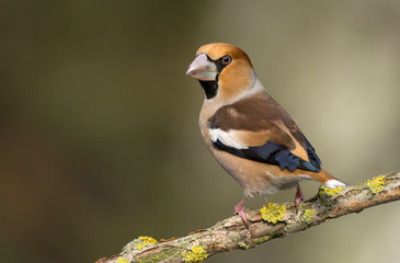Hawfinch (Coccothraustes coccothraustes)