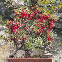 potted begonia lanscape in a park,chengdu,china