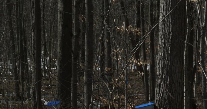 Sugar bush during maple syrup harvest season, with view of the buckets used to collect the sap
