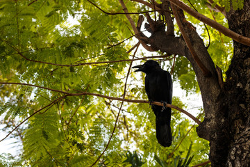 Crow on tree