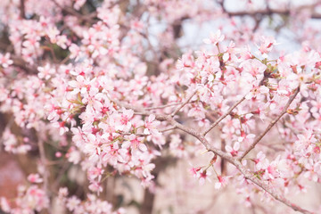 Spring sakura cherry blossom
