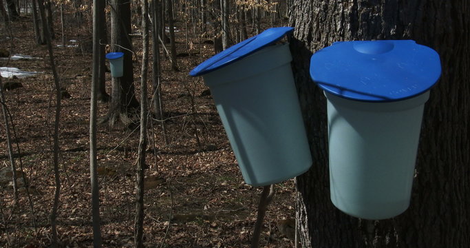Buckets used to collect maple syrup during harvest season
