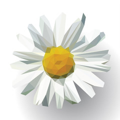 polygonal open flower with petals daisy on white