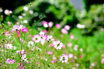 Cosmos flower