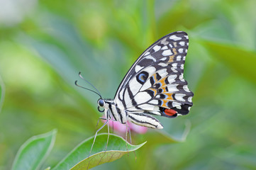 Obraz na płótnie Canvas Close up of The Lime Butterfly on green leaf,thailand