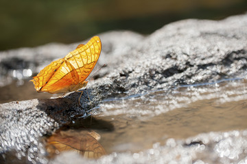 Butterfly in bokeh,The Common Cruiser (Vindula erota erota Fabricius, 1793)