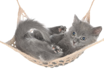 Cute gray kitten in hammock