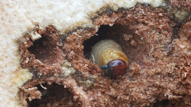 larva of bark burrow beetle is moving at the opening part of the hole that was burrowed by this insect