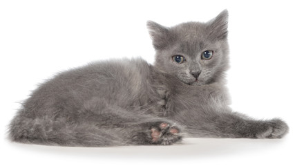 Small gray long haired kitten lie