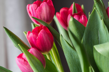 Bouquet red and pink tulips close up