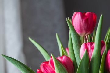 Bouquet red and pink tulips close up