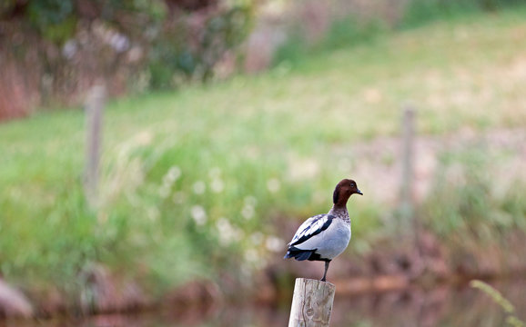 Lone duck perching on post by pond in Drouin Victoria Australia