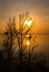 Silhouettes of woods on summer colorful sunset. Nature composition.