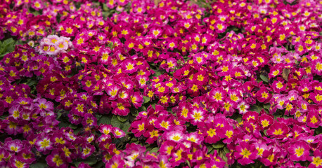 Obraz premium flowers in spring