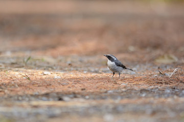 Blyth's Shrike-Babbler ,Beautiful bird on ground