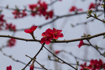 begonia in a park,chengdu,china