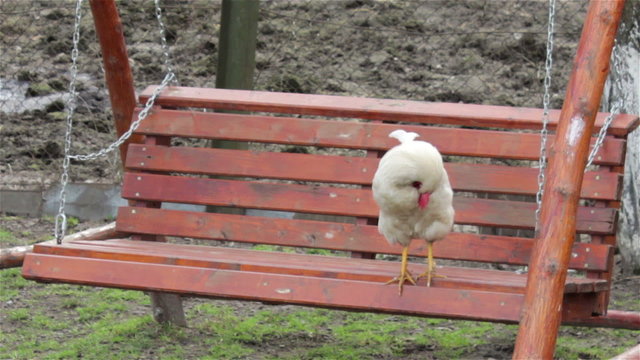  rooster white Russian/rooster swinging on a swing wooden yard