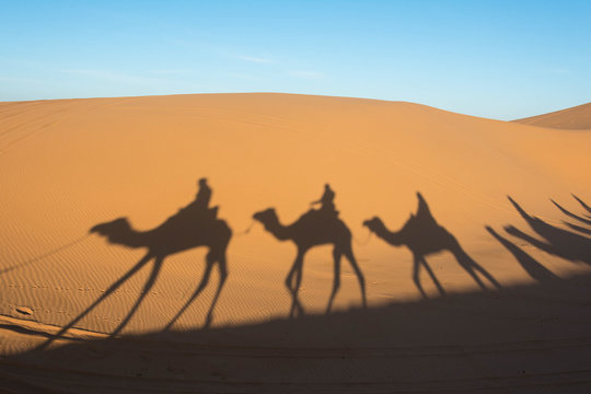 Camel shadow on the sand dune in Sahara Desert