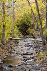 scenic view of creek bed in forest