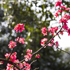begonia in a park,chengdu,china