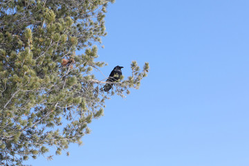 The black crow sitting on a branch of a cedar in the spring
