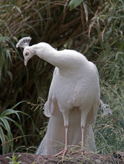 Fototapeta premium Albino Peacock in mountains outside Adelaide Australia
