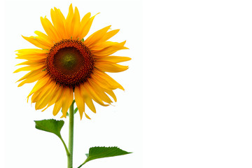 Sunflower on white isolated background