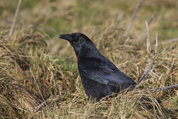 Carrion Crow, Marazion Marsh RSPB Reserve, Cornwall, England, UK.