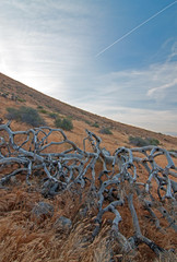 Dead Joshua Tree Cloudscape at Sunset in Palmdale California CA