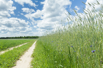Blue sky with white clouds above rural dirt road in cereal rye field and cornflowers