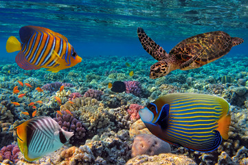 Fototapeta na wymiar Colorful coral reef with many fishes and sea turtle. Red Sea, Eg