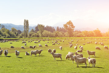 pasture with animals in summer sunny day in New Zealand