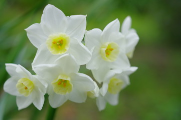 Fototapeta na wymiar 白い房咲き水仙の花（クローズアップ）