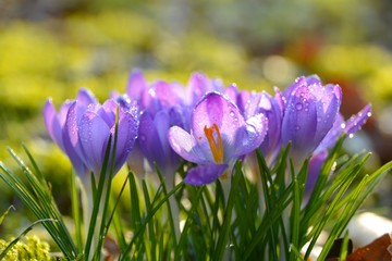 Frühling im Garten - lila Krokusse im Sonnenlicht - Grußkarte